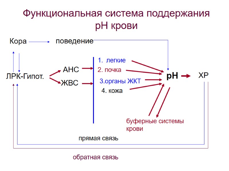 рН ХР ЛРК-Гипот. АНС ЖВС легкие 2. почка 3.органы ЖКТ буферные системы крови Кора
